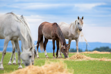 Group of young horses eating hay on pasture in summer