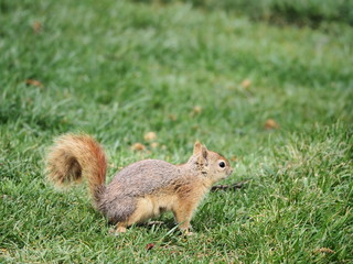 squirrel eating nut - 262516207