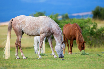 Naklejka na ściany i meble Horses eat grass in field outdoors in summer