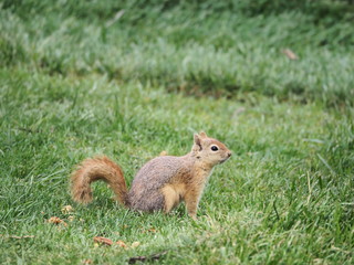 squirrel in the park - 262516226