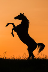 Silhouette of a horse reared in sunset