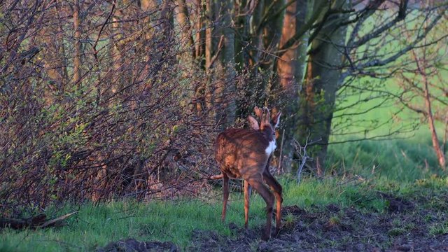 Roe buck standing on the hedge in the fields, spring, (capreolus capreolus), germany