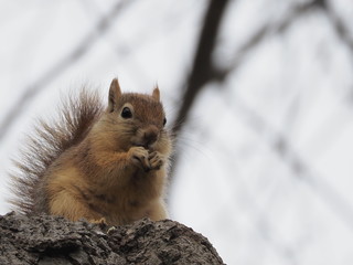 squirrel eating nut - 262516408