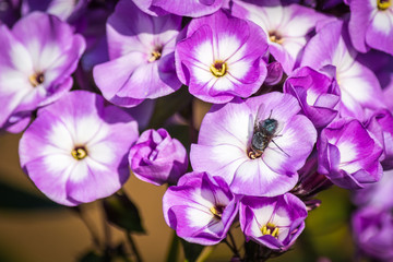 Fototapeta na wymiar Beautiful delicate flowers with sitting fly.