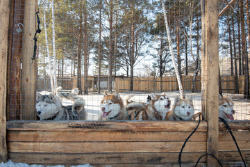 Siberian husky dogs in the outdoor dog stall © magneticmcc