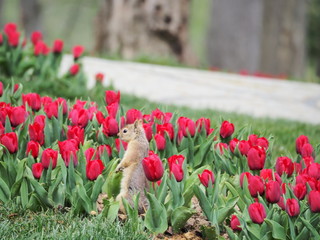 red tulips in the garden - 262516465