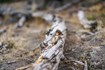 close up of firewood and bark