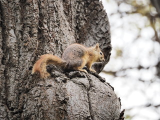 squirrel on tree - 262516870