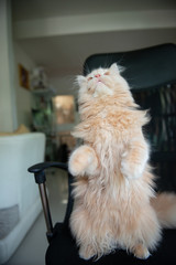Cute Persian cat standing on the chair