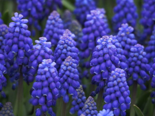 blue flowers in garden - 262517262