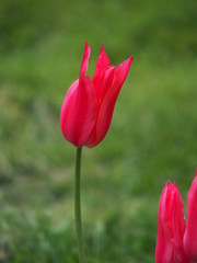 red tulip - 262517405