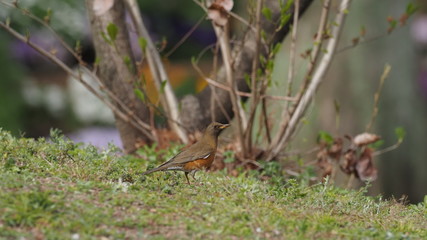 見つめるアカハラ