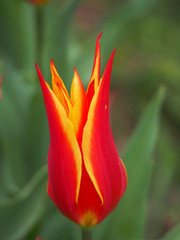 red tulip - 262517653