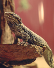 Australian water dragon standing on a rock does not want to pose