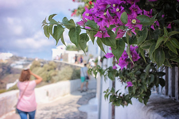 La splendida Santorini nell'Isola della Grecia  - obrazy, fototapety, plakaty