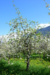 Apfelbäume - Streuobstwiese in Südtirol