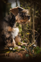 Cute puppy in a flower meadow