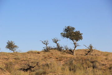 tree in desert
