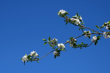 Ast mit weißen Apfelblüten vor blauen Himmel