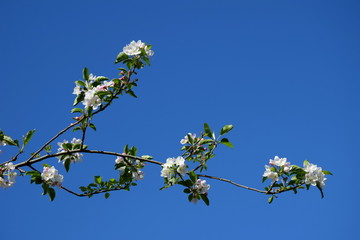 Ast eines Apfelbaumes mit Blüten vor blauen Himmel
