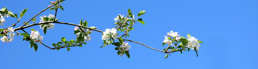 Apfelblüten vor blauen Himmel - Hintergrund und Freisteller