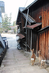 deers in miyajima (japan)