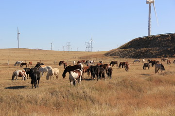 herd of wildebeest in africa