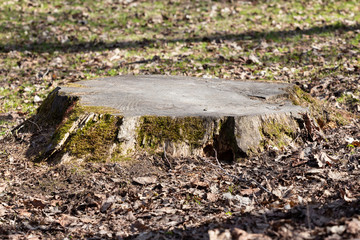 wide flat big stump with moss