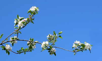 Ast mit weißen Apfelblüten vor blauen Himmel - Hintergrund und Freisteller