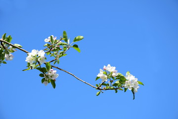 Ast mit weißen Apfelblüten vor blauen Himmel - Hintergrund und Freisteller