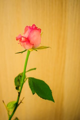 Alleinige Rose