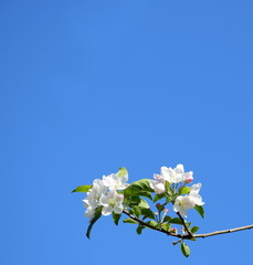 Apfelbaum - Ast mit Apfelbl&uuml;ten vor blauen Himmel