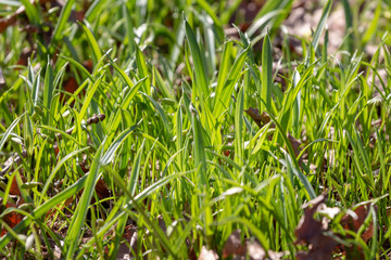 young bright green grass in the sun
