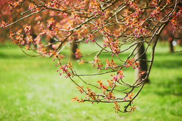 Branch of a cherry tree with pink flowers starting to bloom