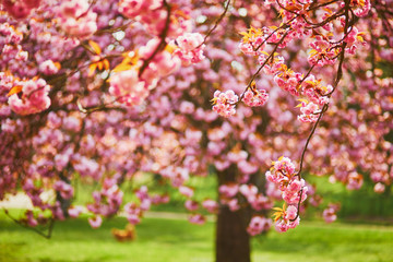 Branch of a cherry tree with pink flowers in full bloom