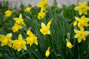 Obraz premium Flower bed with yellow daffodil flowers blooming in the Keukenhof spring garden from Lisse- Netherlands.