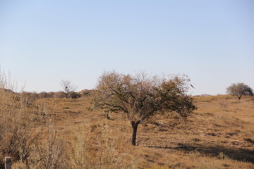 tree in desert