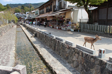 canal in miyajima (japan)