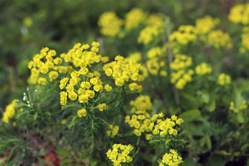 spring countryside meadow with flowers. Abstract close up neutral background. Yellow plants blooming.