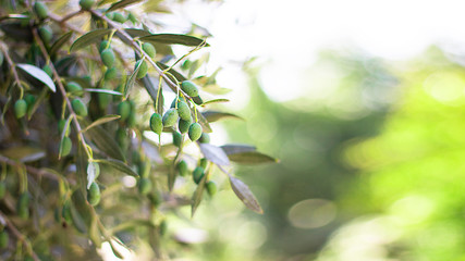 Olive's trees garden, mediterranean olive field getting ready for harvest. Cyprus olive grove, branch detail. Raw ripe fresh olives. with copy space. Agrioelia cultivar.