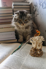 cat and books