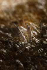 Structure of cracked wood, macro photo