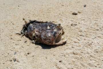 Dead fish body on the tropical beach on sunny day during summer time with fly/insect on fish body. 