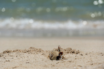 Ghost crab digging hole on the tropical beach on sunny day during summer time . Crab home on the beach. 