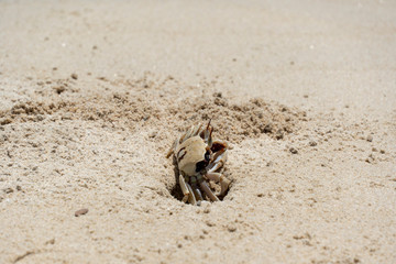 Ghost crab digging hole on the tropical beach on sunny day during summer time . Crab home on the beach. 