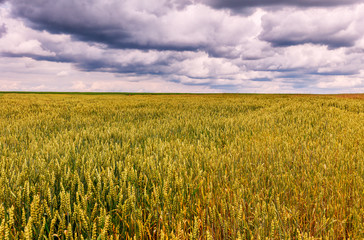 Wheat field. full of ripe grains, golden ears of wheat or rye on a overcast  sky background.