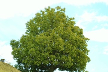 木　丸い　思川　杤木