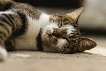 cat sleeping in the garden