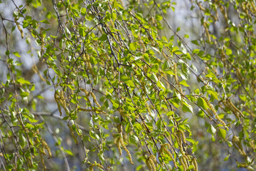 Birch leaves of the tree isolated on the white background.