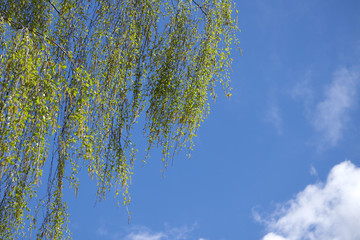 Autumn birch tree forest road landscape. Birch tree forest road in autumn season. Autumn birch tree forest road view .